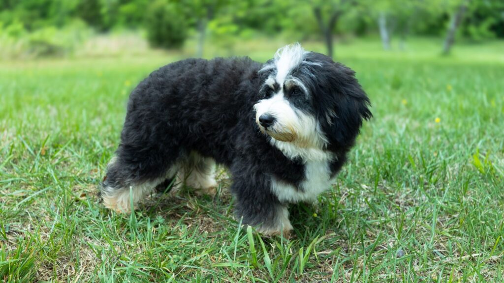 Bernedoodle standing on grass with a calm demeanor, highlighting its sturdy build and black and white coat.