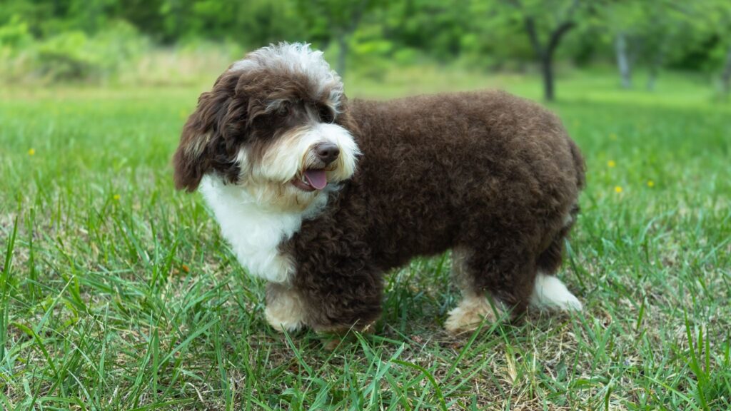 Brown and white Bernedoodle outdoors, showing off its thick curls and calm personality.