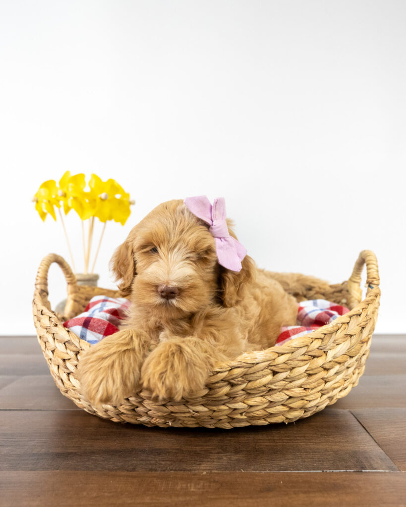 Labradoodle puppy sitting in a woven basket with a pink bow