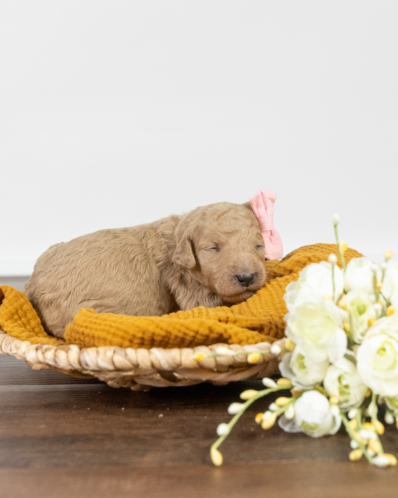 Lady Tianna's Litter