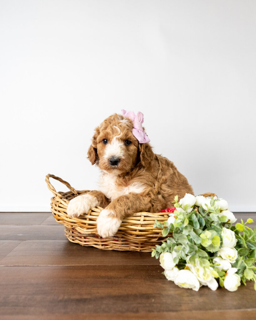 Goldendoodle puppy resting in a woven basket