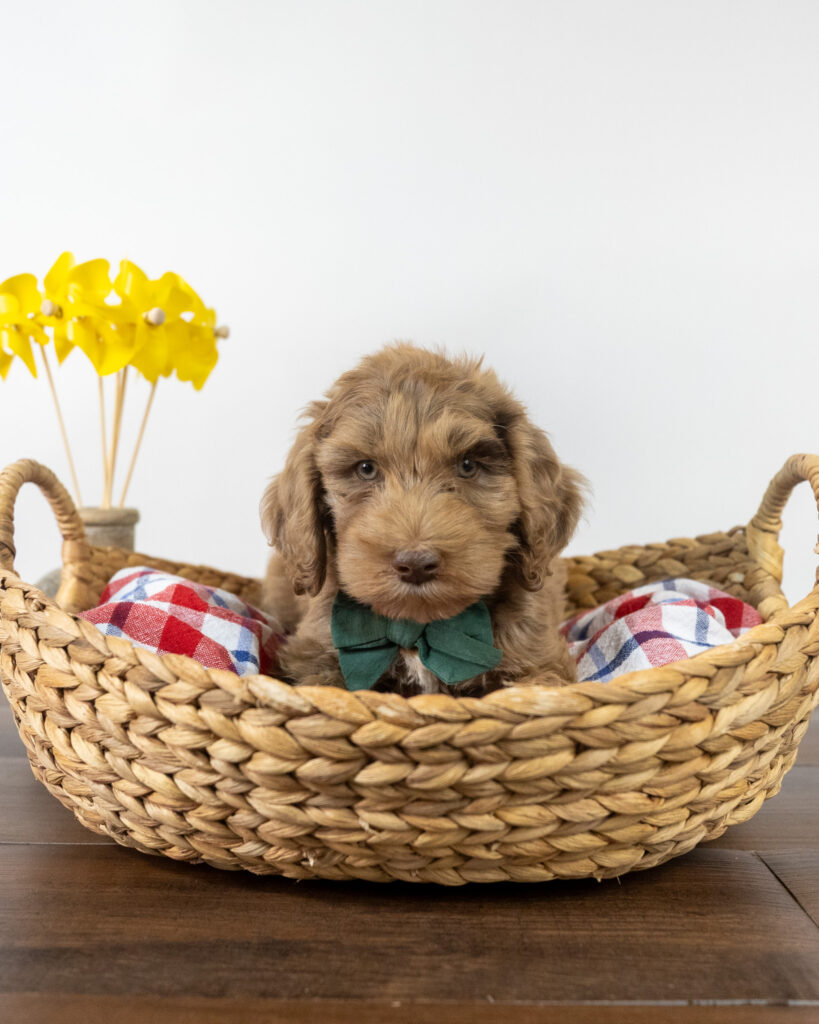 Labradoodle puppy sitting in a woven basket with a bow tie