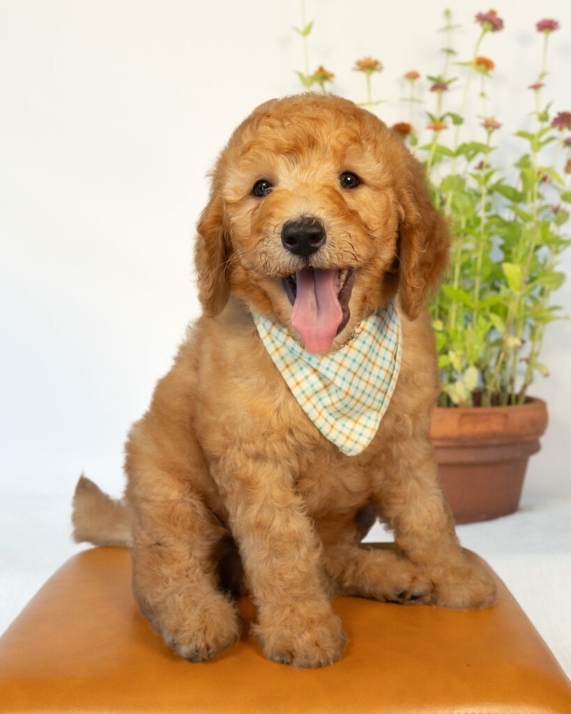 Smiling Goldendoodle puppy wearing a patterned bandana