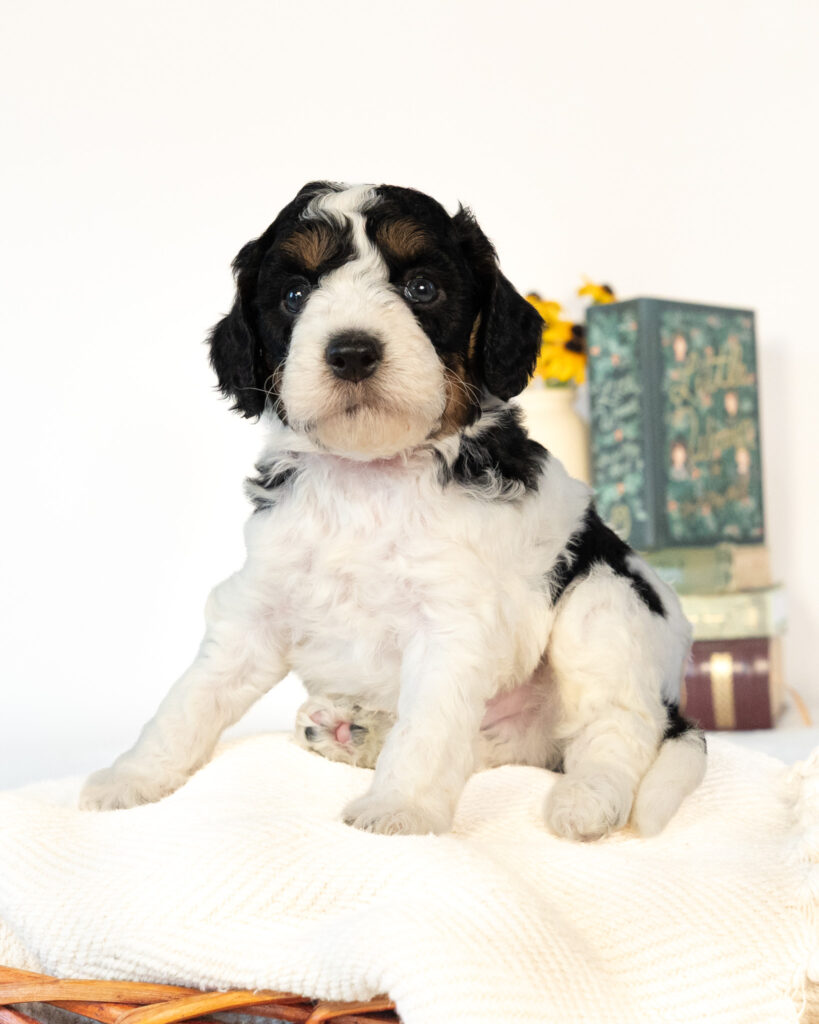 Black and white Cockapoo puppy wearing a tan bow tie