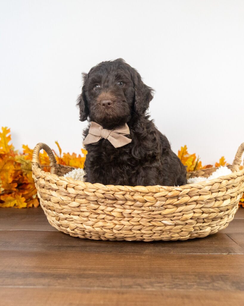 Oakley, Labradoodle puppy