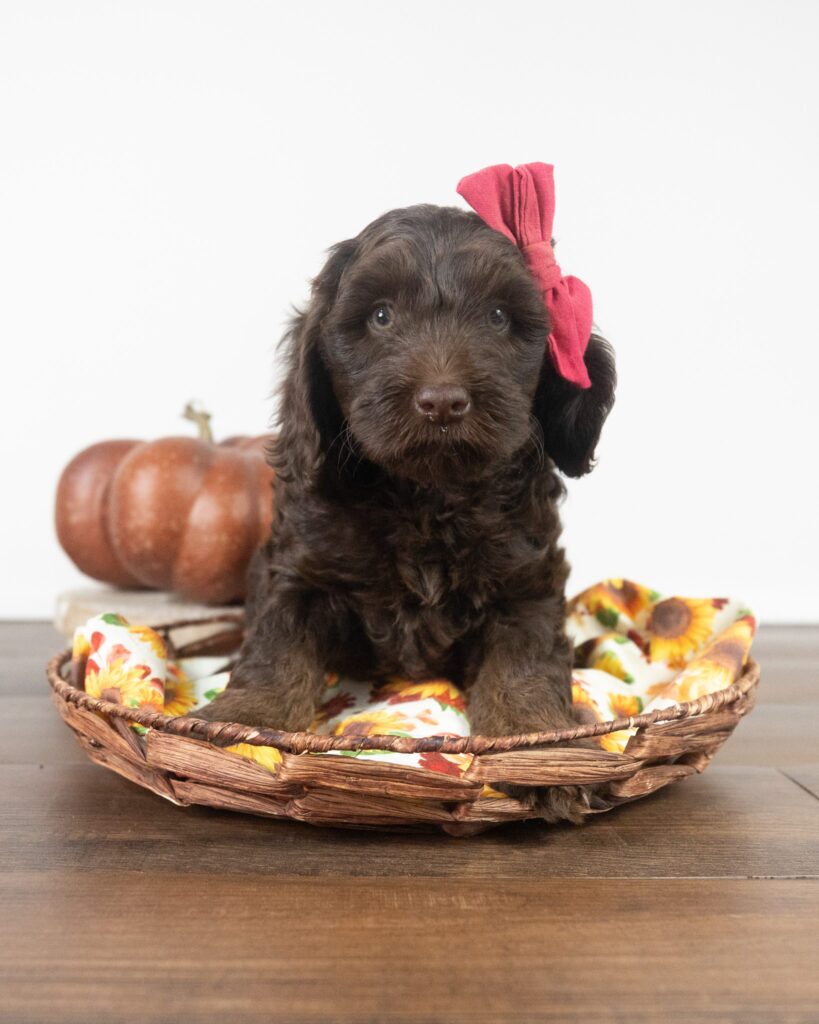 Raisinet, Labradoodle puppy