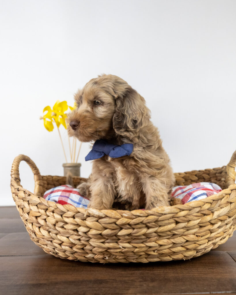 Labradoodle puppy wearing a blue bow tie in a woven basket