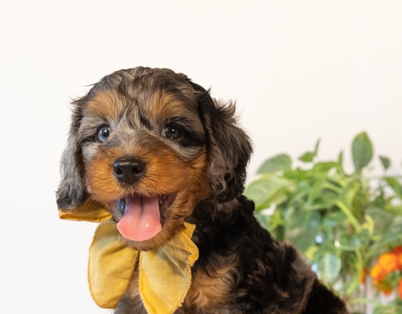 cockapoo puppy blog post