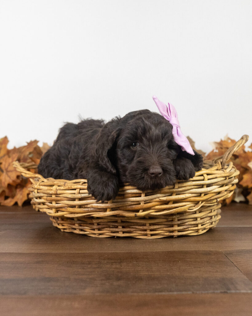 Arwen, Labradoodle puppy