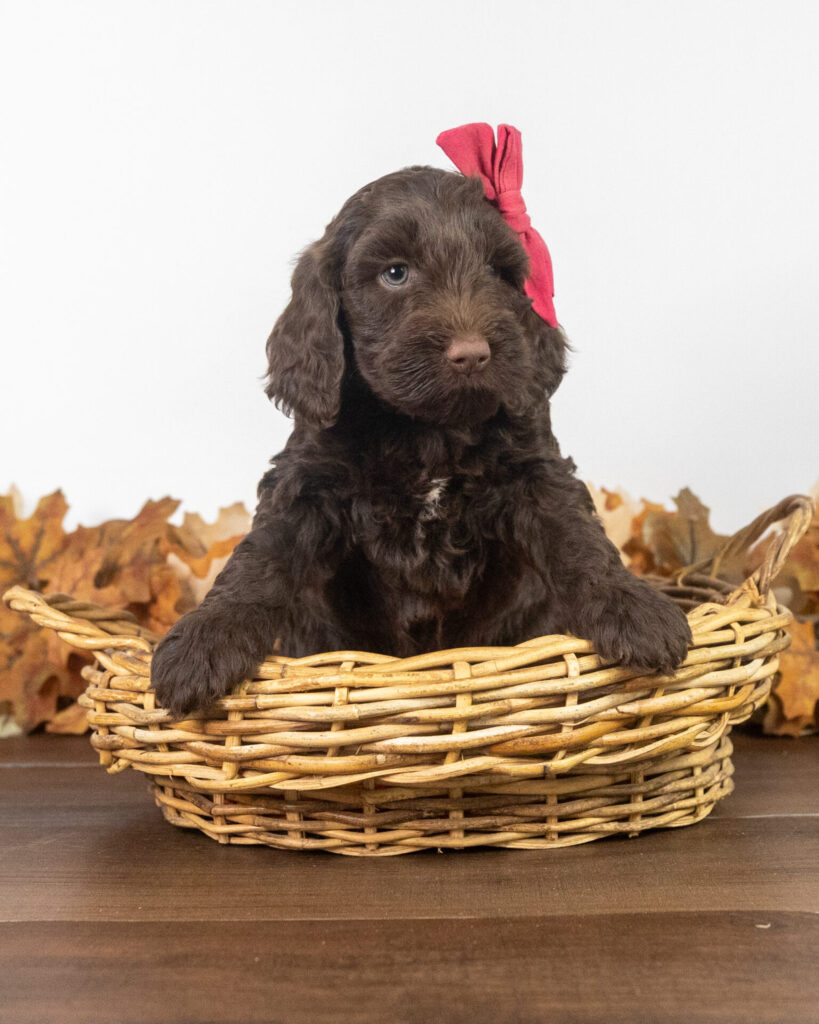 Rosie, Labradoodle puppy