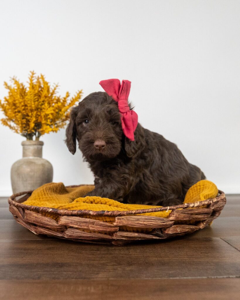 Rosie, Labradoodle puppy