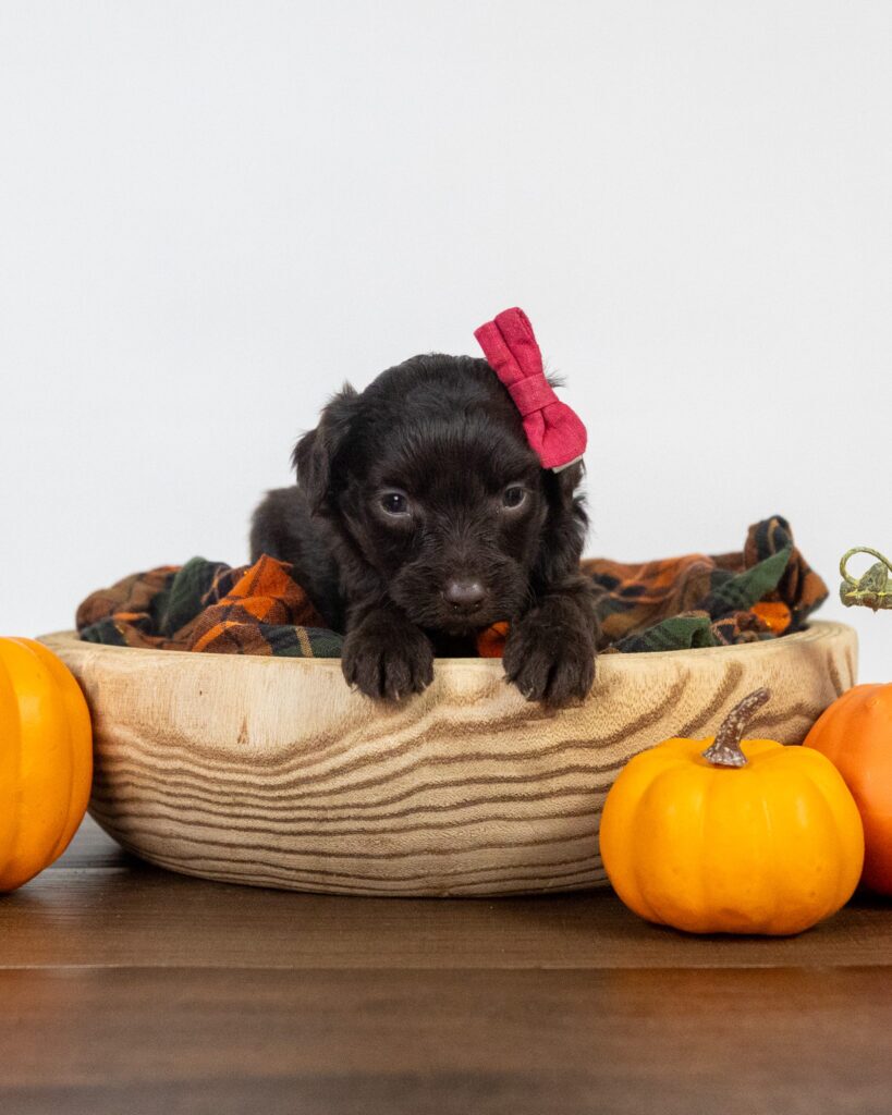 Ruby, Goldendoodle puppy