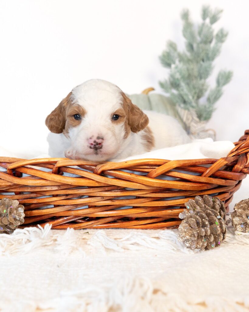 Astrid, Bernedoodle puppy