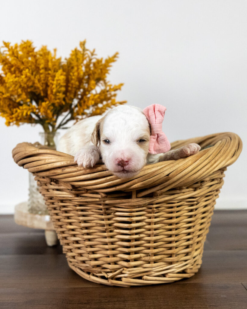 Barley, Goldendoodle puppy