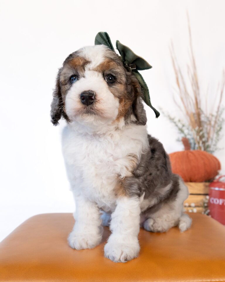 Goldberry's Litter