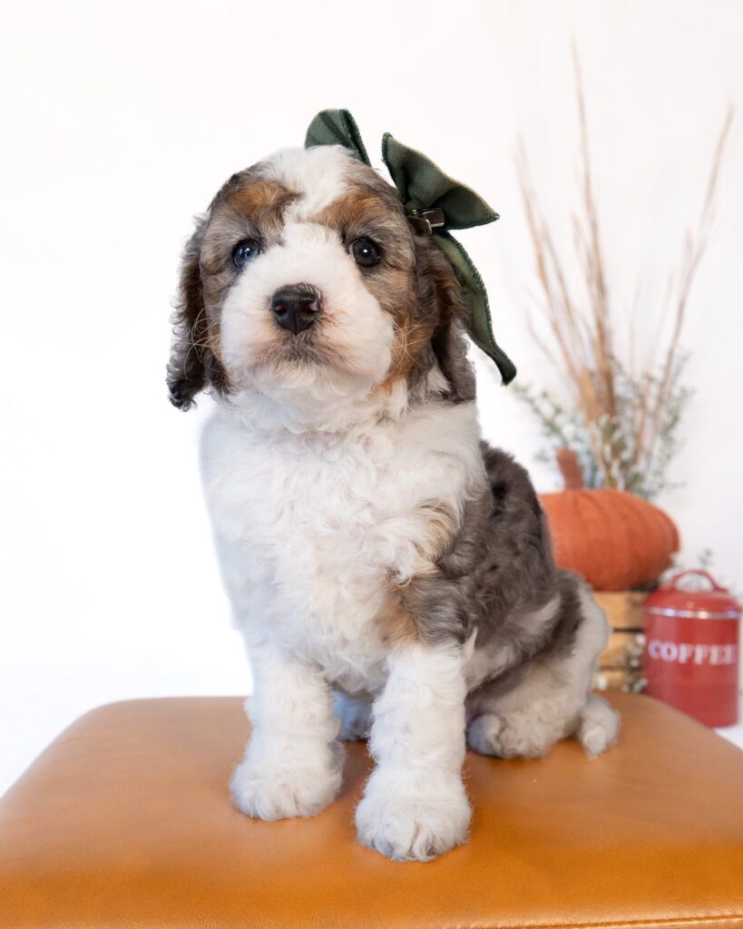 Chai, Cockapoo puppy