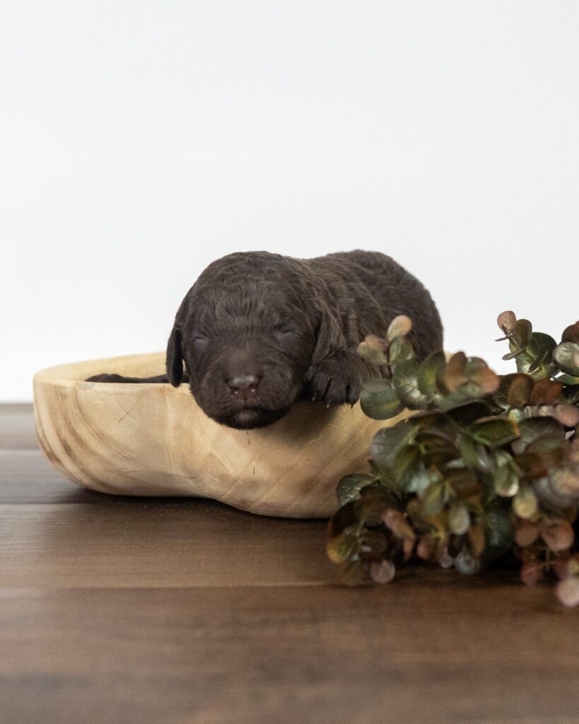 Comet, Goldendoodle puppy