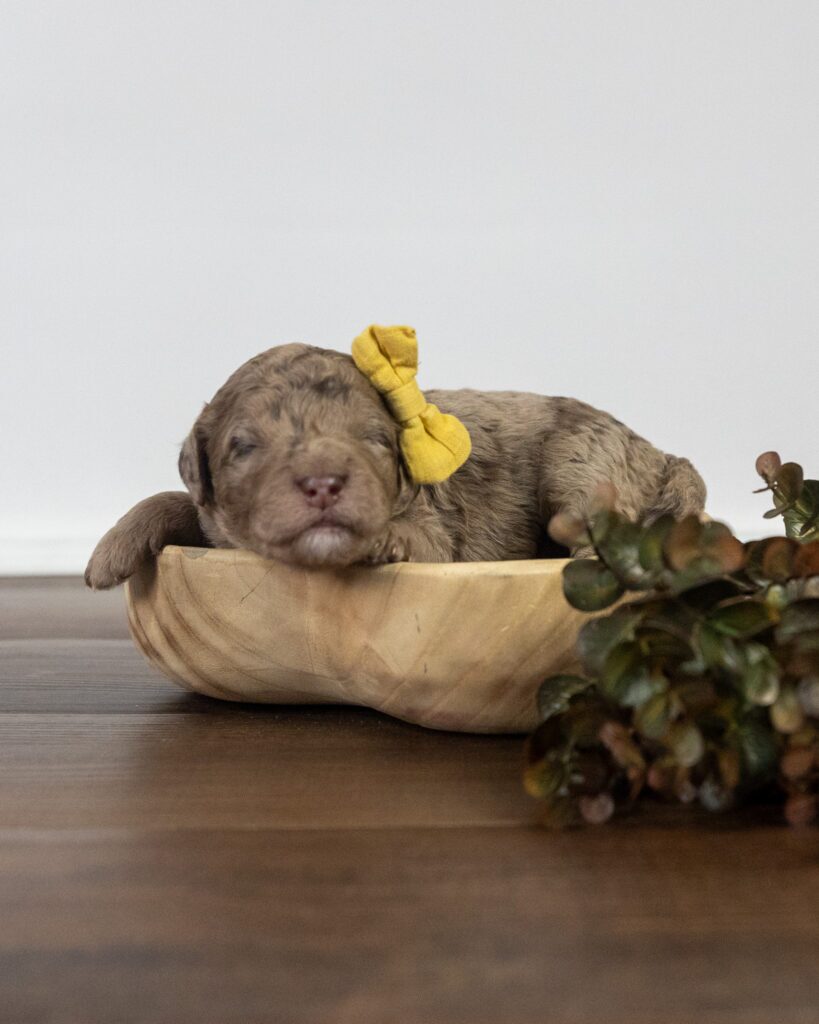 Cupid, Goldendoodle puppy