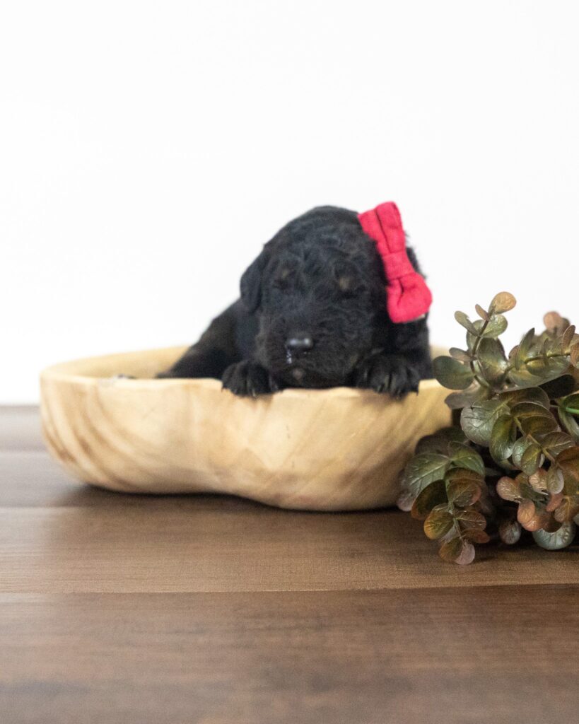 Dancer, Goldendoodle puppy