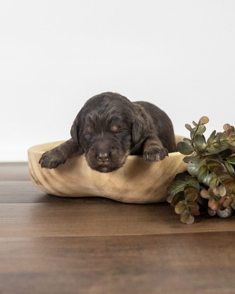 Dasher, Goldendoodle puppy