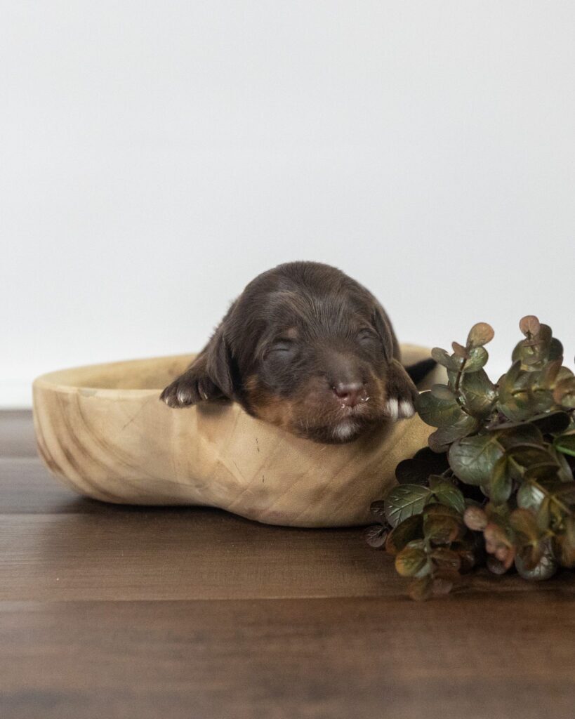 Donner, Goldendoodle puppy