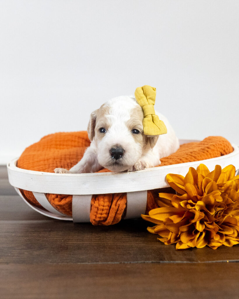 Ginger puppy