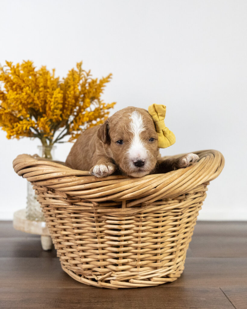 Gravy, Goldendoodle puppy