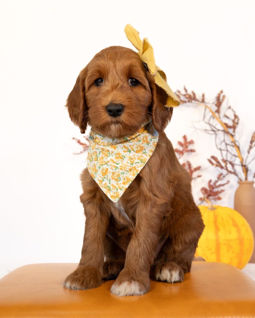 Amber, Goldendoodle puppy