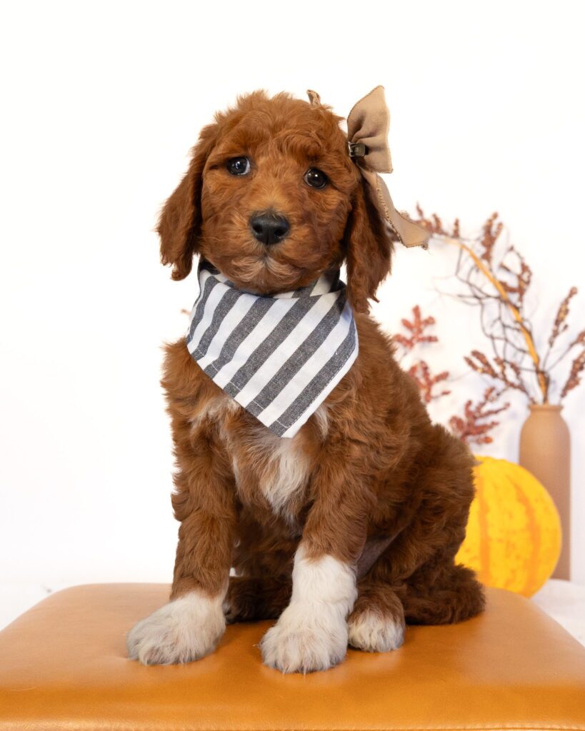 Autumn, Goldendoodle puppy