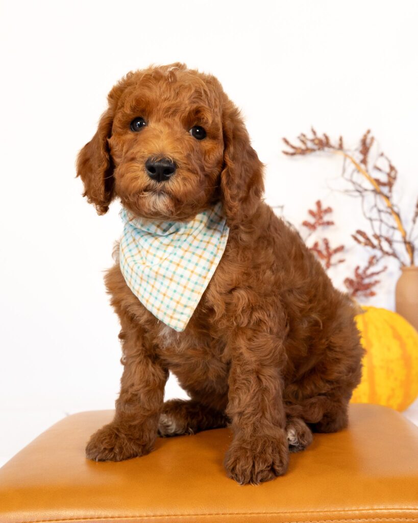 Pumpkin, Goldendoodle puppy