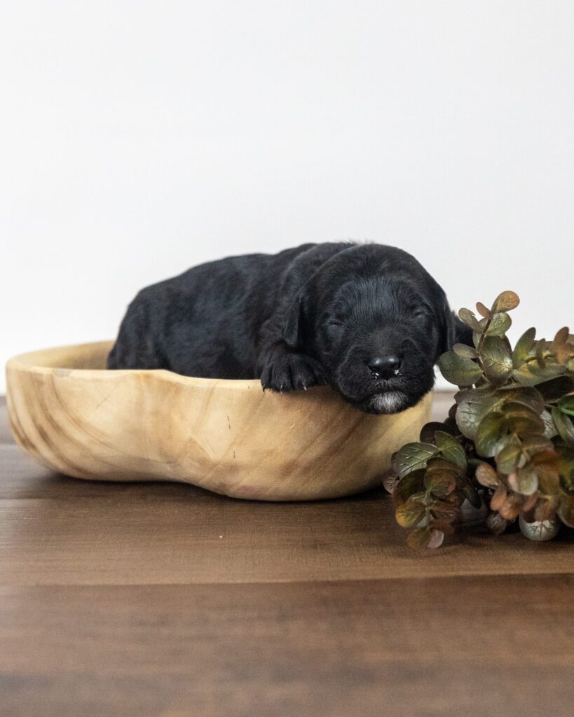 Prancer, Goldendoodle puppy