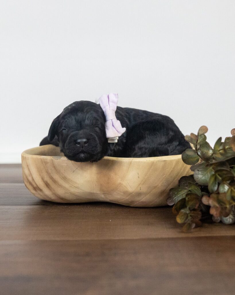 Vixen, Goldendoodle puppy