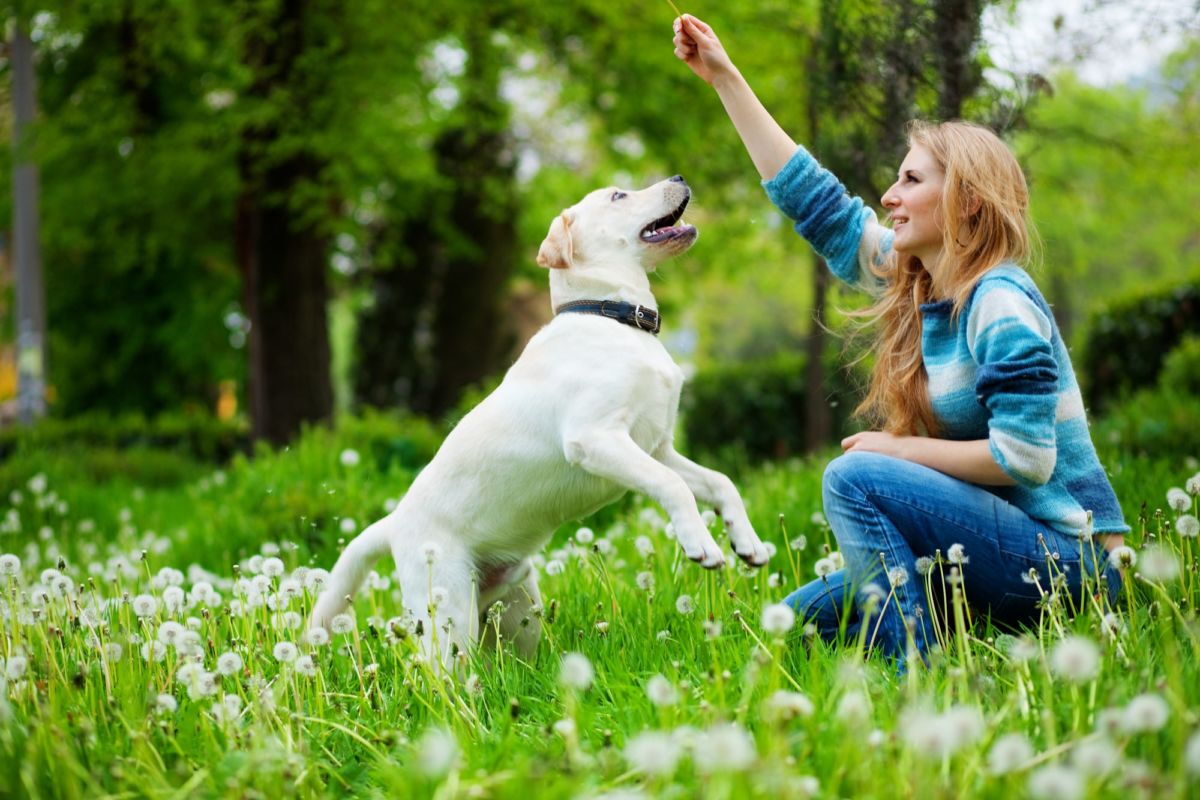 Crucial Dog Commands Before heading to park