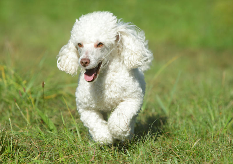 poodle parent or poodle heritage