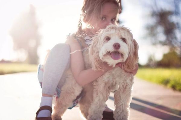 cockapoo cuddle - young Girl hugging a cockapoo