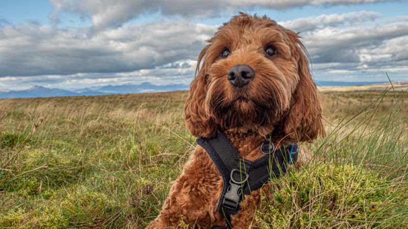 Training cockapoo dogs