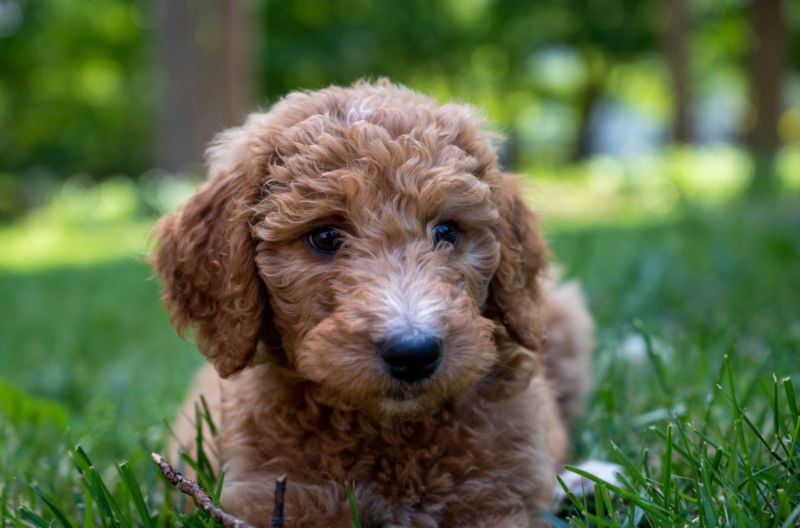 f2b goldendoodle generations
