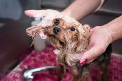 how to wash a goldendoodle
