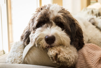Labradoodle puppy left alone