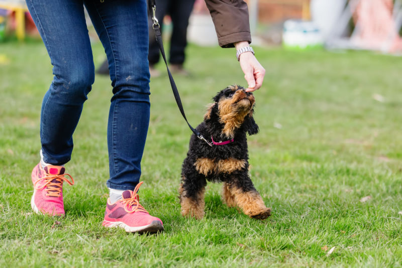 leash train your puppy concept image - woman trains a poodle puppy